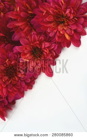 Fall Floral Background With Deep Red Chrysanthemums On White.  Greeting Card Mockup And Border. Work