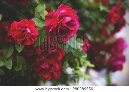 Beautiful Fresh Red Roses In Nature. Natural Background, Large Inflorescence Of Roses On A Garden Bu