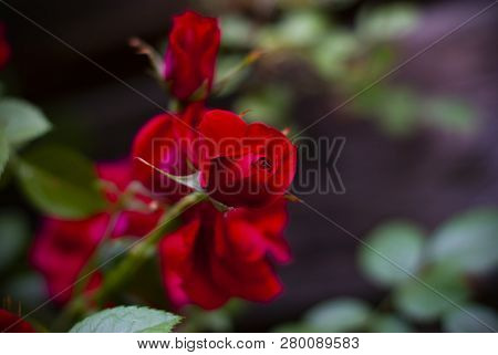 Beautiful Fresh Red Roses In Nature. Natural Background, Large Inflorescence Of Roses On A Garden Bu