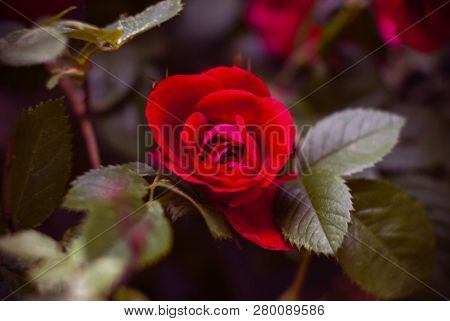 Beautiful Fresh Red Roses In Nature. Natural Background, Large Inflorescence Of Roses On A Garden Bu