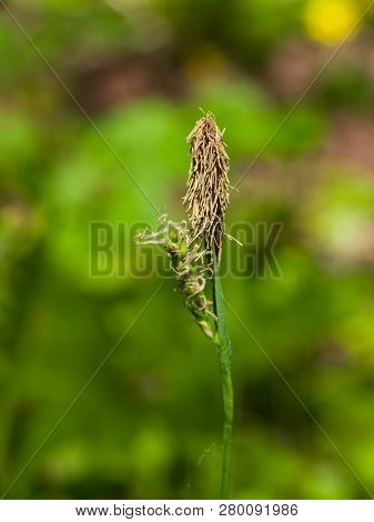 Blooming Black Or Common Sedge, Carex , Close-up With Bokeh Background, Selective Focus, Shallow Dof
