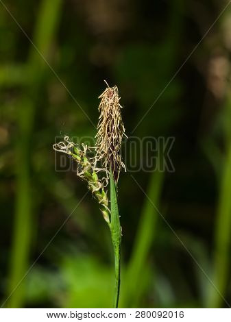 Blooming Black Or Common Sedge, Carex , Close-up With Bokeh Background, Selective Focus, Shallow Dof