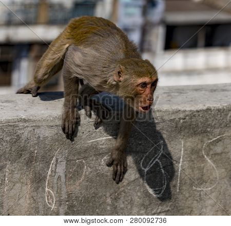 Urban Monkey Shows Anger, While Sitting On A Wall In Delhi, India