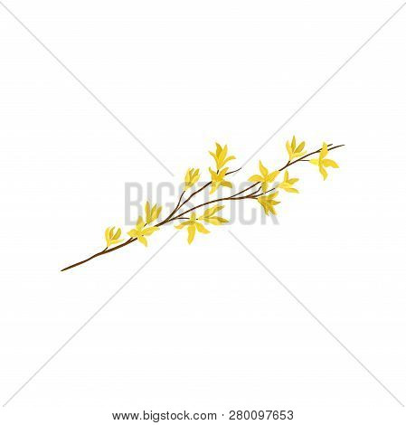 Small Branch Of Forsythia Tree With Fresh Yellow Flowers. Spring Season. Detailed Flat Vector Design