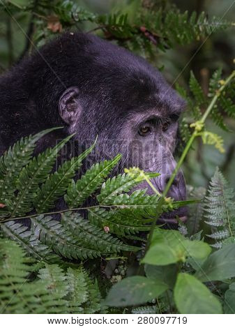 Mountain Gorillas In The Rainforest. Uganda. Bwindi Impenetrable Forest National Park. An Excellent 