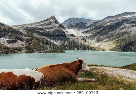Cow Grazing In The Mountains In Austrian Alps