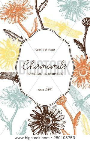 Chamomile Card 7