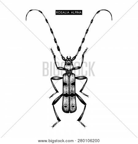Vector Illustration Of Rosalia Alpina. Hand Drawn Alpine Beetle On White Background. Vintage Insect 