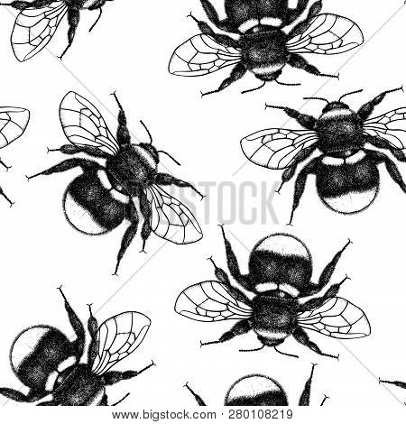 Vector Background With Bumlebee Drawings. Hand Drawn Insect Sketch Isolated On White. Engraving Styl