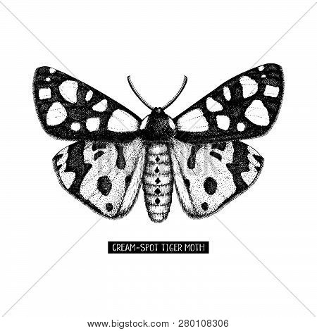 Cream-spot Tiger Moth