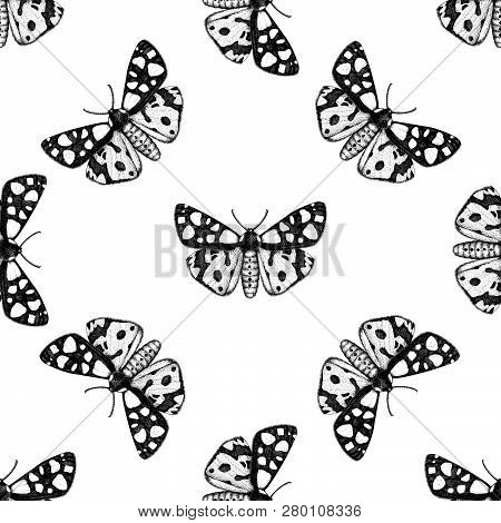 Cream-spot Tiger Moth Pattern