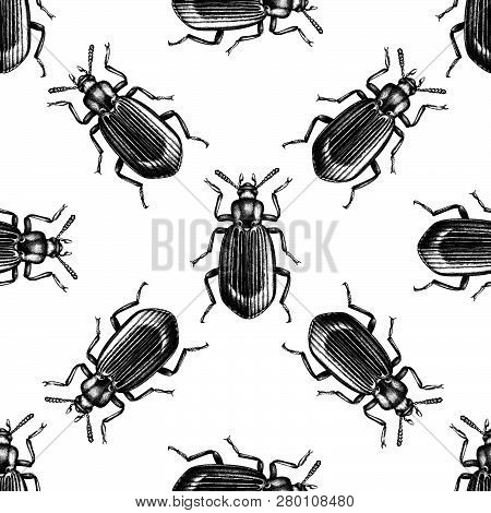 Darkling Beetle Pattern 1