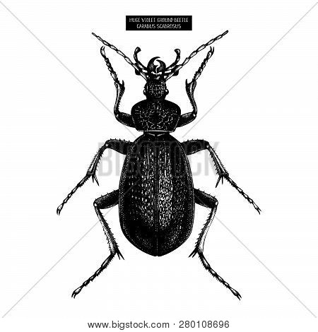 Huge Violet Ground Beetle
