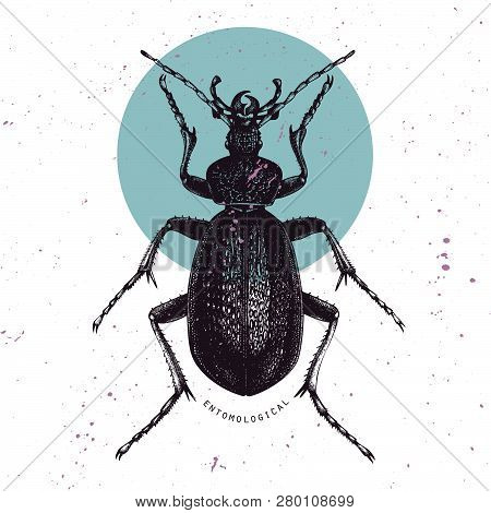 Huge Violet Ground Beetle Card