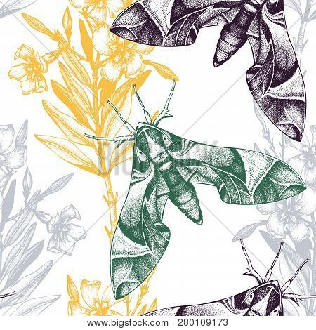Oleander Hawk Moth Seamless Pattern. Vector Illustration Of Hand Drawn Butterfly. Vintage Insects Ba