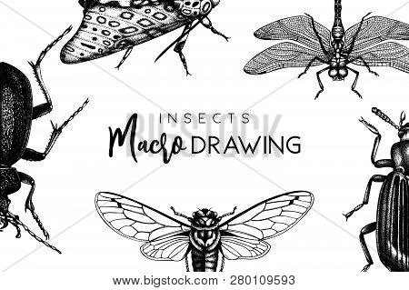 Insects Card