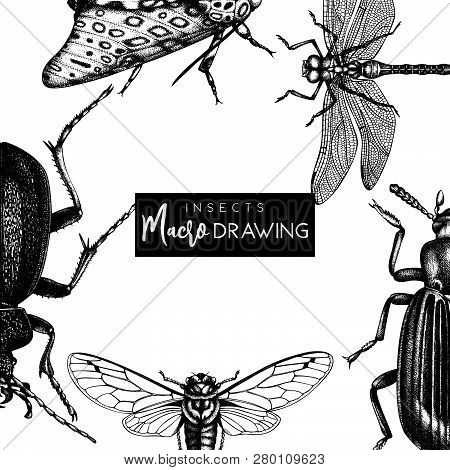 Insects Card 2