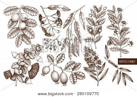 Mirtle Family Plants