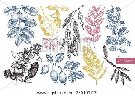 Mirtle Family Plants 1
