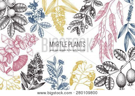 Botanical Background With Beautiful Myrtle Plants Sketches. Hand Drawn Feijoa, Eucalyptus, Tea Tree,