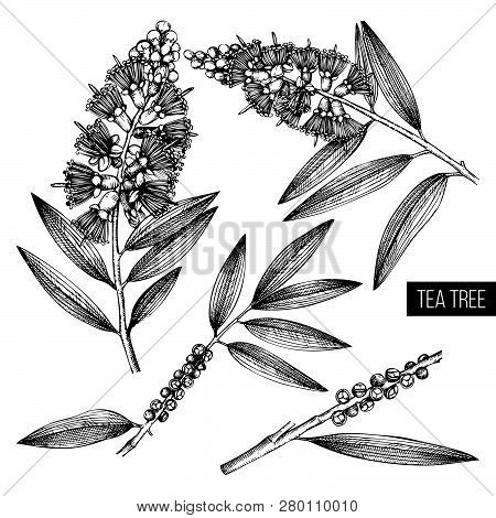 Tea Tree 3