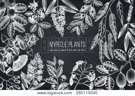Mirtle Family Plants Card 1 2