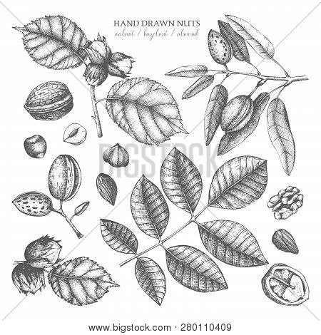 Vector Collection Of Hand Drawn Nuts Sketches. Vintage Illustrations Of Walnut, Hazelnut And Almond.