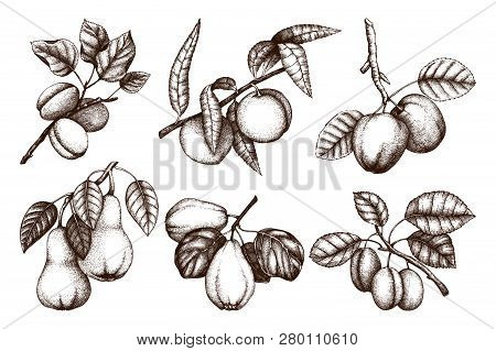 Vintage Collection Of Ripe Fruits And Berries  - Apple, Pear, Plum, Peach, Apricot Trees Sketches. H