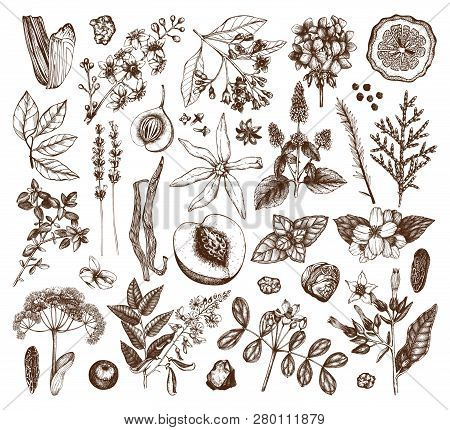 Aromatic Set Vol 3 1