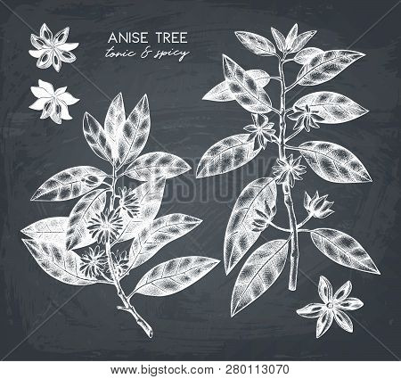 Anise_tree_2_1