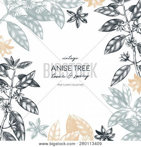 Anise_tree_3_1