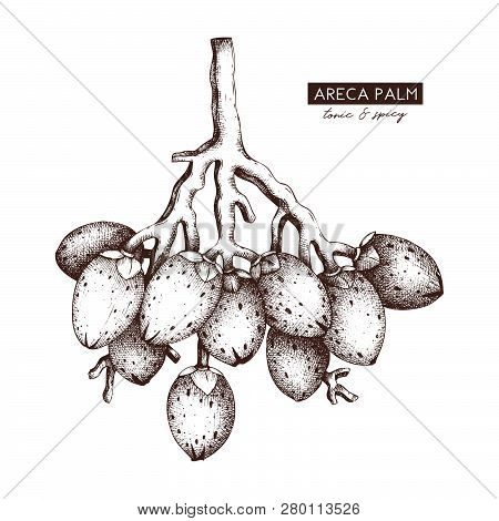 Areca Palm_1