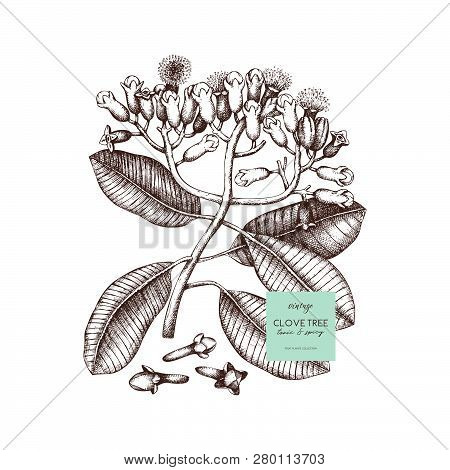 Cloves_tree_1 [