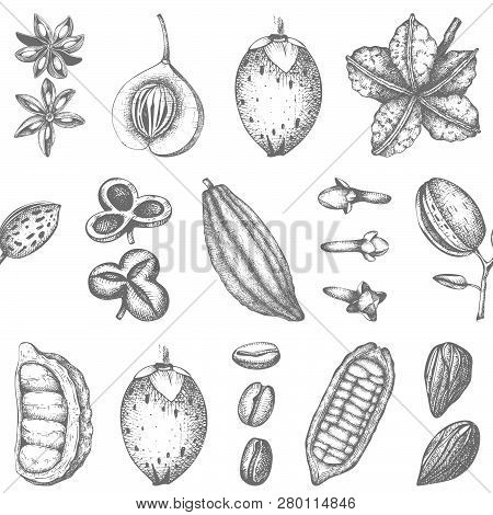 Vector Collection Of Tonic And Spicy Plants. Hand Drawn Spices Illustrations Set. Vintage Aromatic E