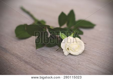White Rose On The Table, Cream Rose, Vignette