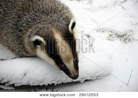 badger ในสวนสัตว์