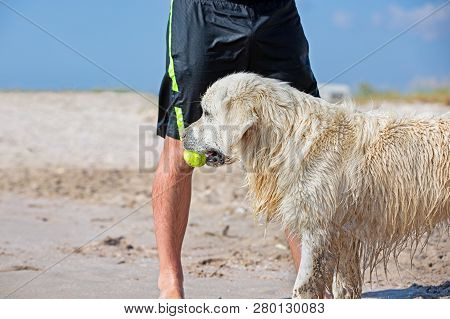 Dog Catching The Tennis Ball In The Beach Waiting Next To The Legs Of Its Master