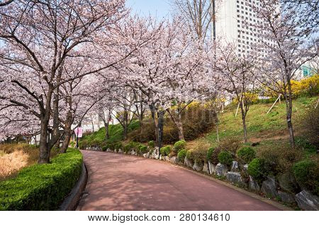 Blooming sakura cherry blossom alley in park in spring, Seokchon lake park, Seoul, South Korea