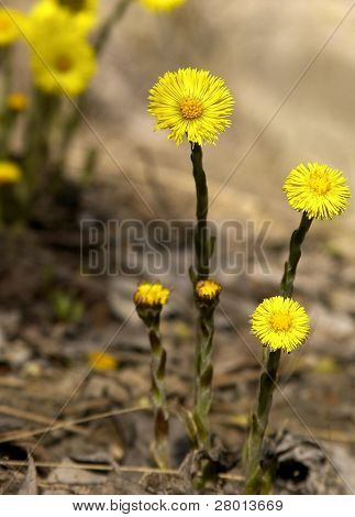 野樱草