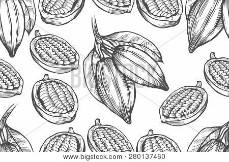 Vector Cocoa Tree Illustration. Vintage Background With Hand Drawn With Leaves, Flowres, Fruits And 