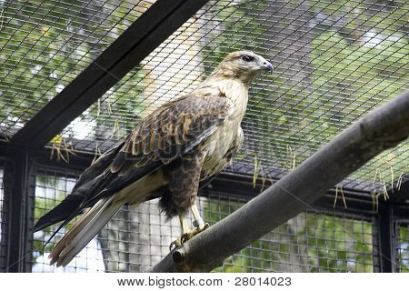 Sparrow-hawk