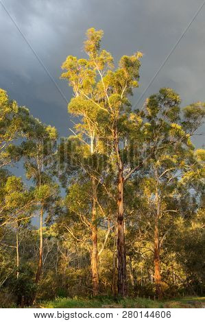 Sundrenched Eucalyptus Trees Against A Dark, Moody Sky In Warrandyte In Outer Suburban Melbourne, Au