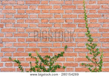The Wall Is Made Of Brick And Then Painted In White. There Are Creepers On The Left Wall. This Wall 