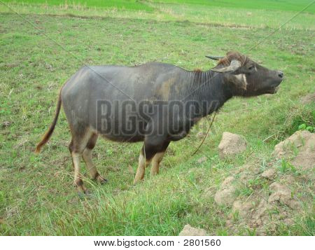 Carabao