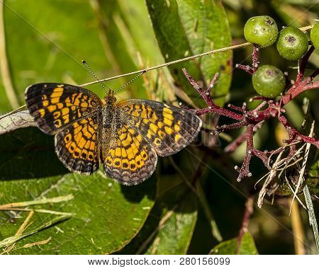 A Beautiful Pearl Crescent Butterfly Resting On A Leaf.