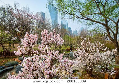 Blooming sakura blossoms flowers in Yeouido Park public park in Seoul, Korea