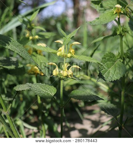 Lamium Galeobdolon, Commonly Known As Yellow Archangel, Artillery Plant, Aluminium Plant, Or Yellow 