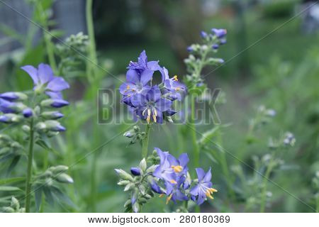 Close Up Of The Blue Flowers Of An Polemonium Plant, Also Known As Jacobs-ladder Or Greek Valerian ,