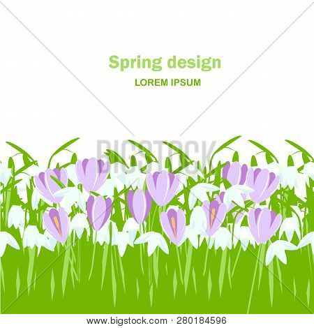 Snowdrop, Crocus Seamless Background. White, Violet Spring Flowers, Green Leaves On White Background