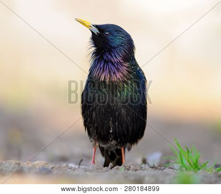Common Starling Singing On The Ground In The Morning